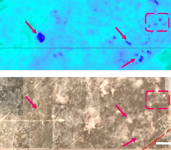 Near surface elastic FWI onshore